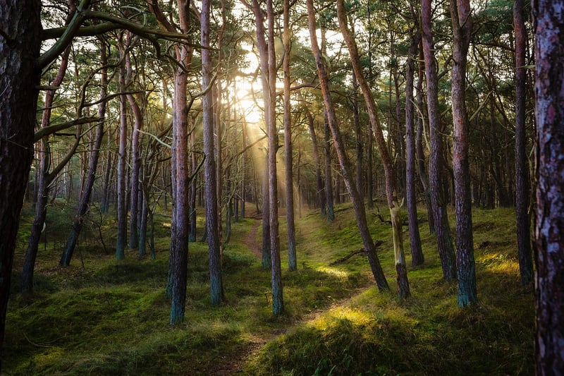 Forest Retreat